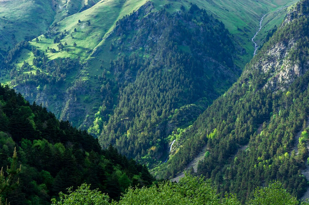 dense alpine forest